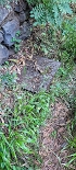 Plants: image 21 Of 208 Thumb
